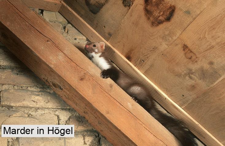 Marder in Högel